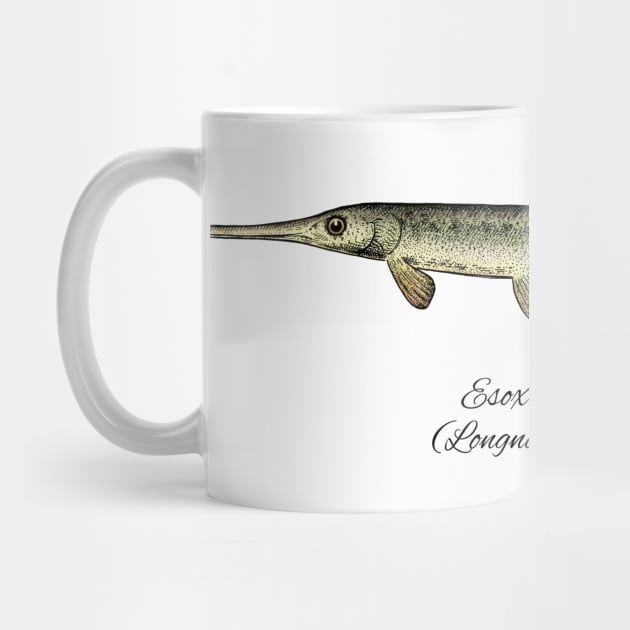 Esox osseus by eugeniahauss